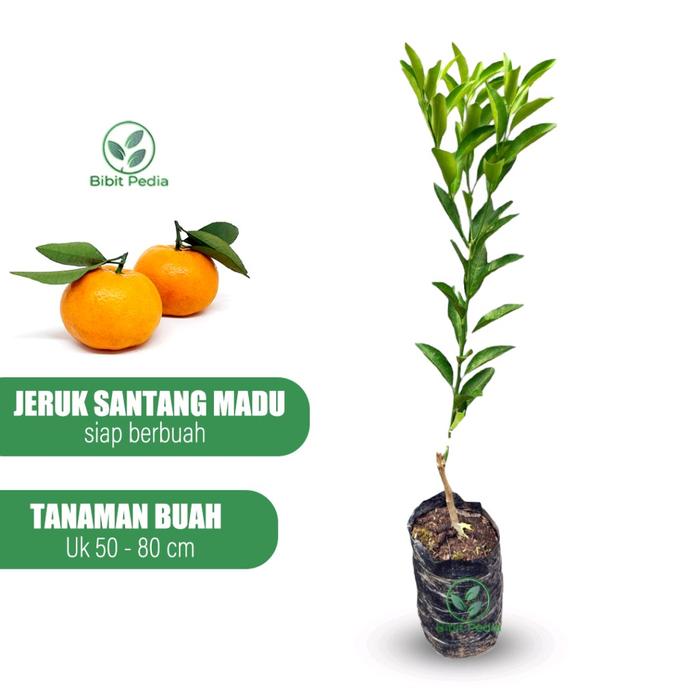 Bibit pohon buah jeruk santang madu - bibit segar pohon jeruk santang madu - jeruk santang madu