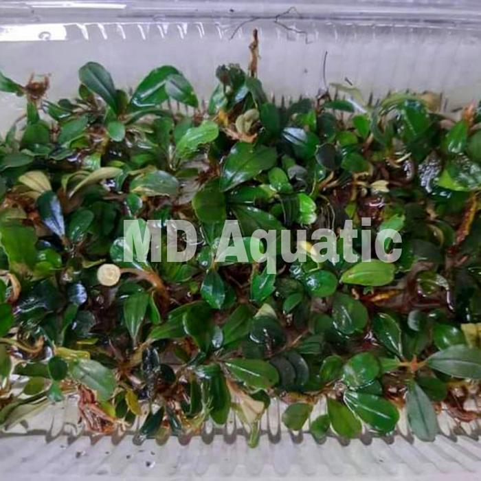 Bucephalandra Clump Mini Coin Daun Air (Permika 15x10 cm)