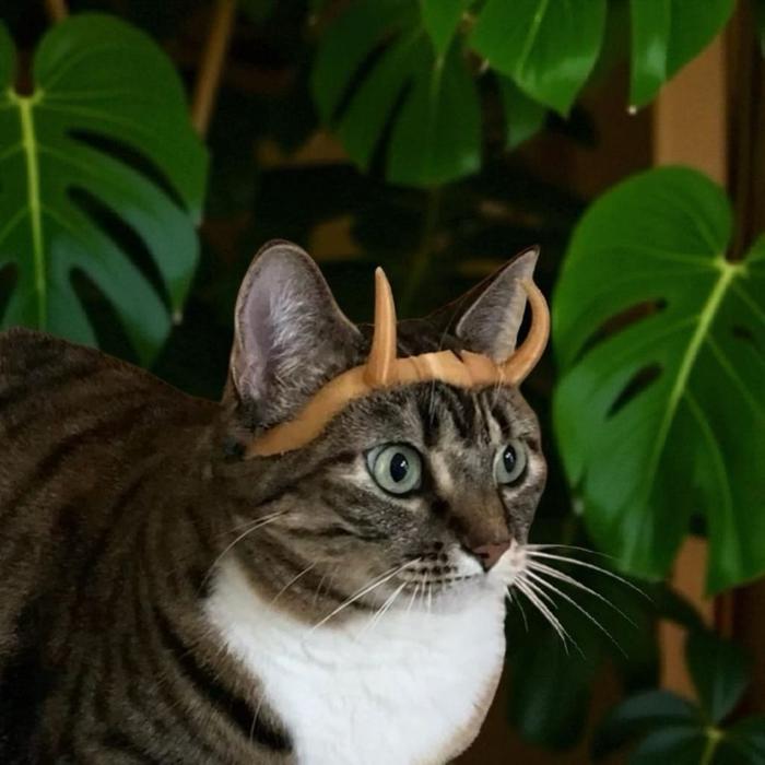 Helm/Topi Lucu Untuk Kucing - Half Crown LokiCat