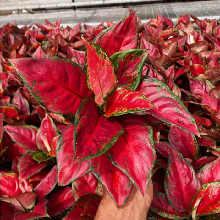 Aglonema Black Maroon Tanaman Aglonema Aglonema Merah Aglaonema Hias Aglonema Murah Anakan Aglonema 