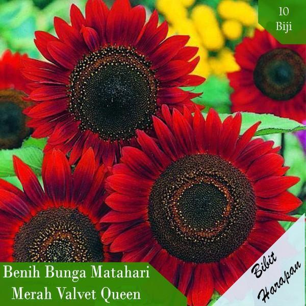 Bibit Benih Biji Bunga Matahari Autumn Beauty Sunflower Bibit Unggul - Valvet Queen