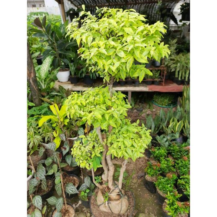 Pohon Bonsai Anting Putri / Tanaman Bonsai Anting Putri / Bonsai Anting Putri Tinggi 150cm
