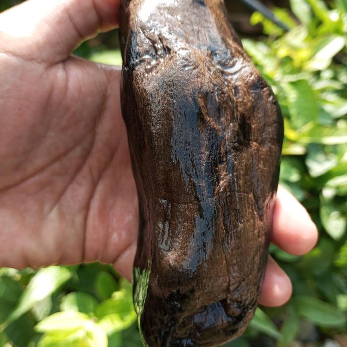 fosil kayu stigi laut bentuk unik utuh alami