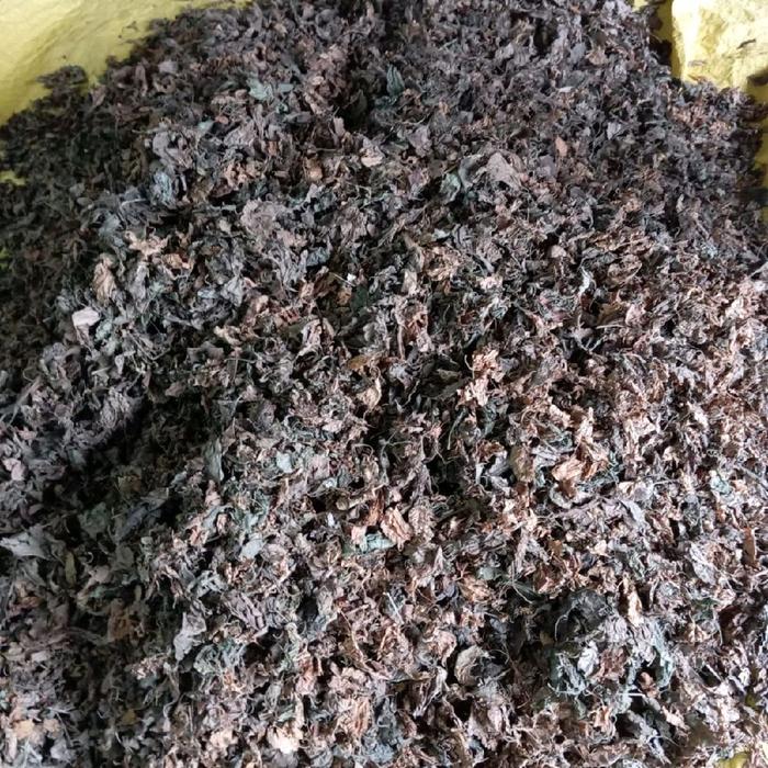 Daun Nilam kering bahan minyak wangi