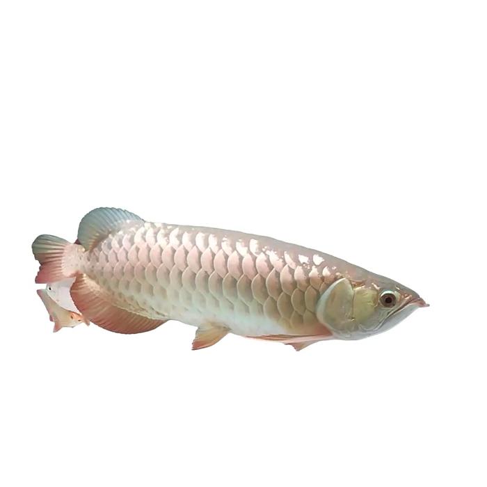 ARWANA GOLDEN RED HB ITL SIZE ZUMBO 45 UP SISIK NAGA