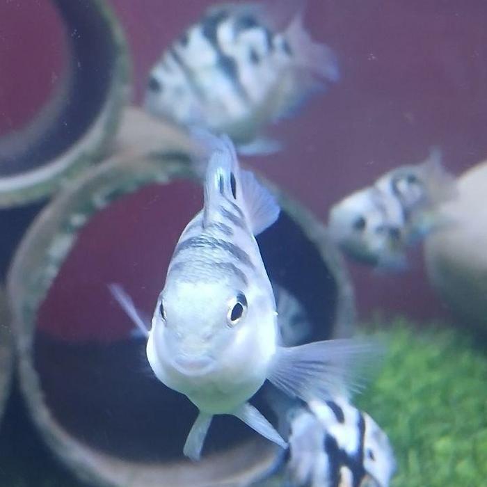 Blue Pollar & Platinum Pollar Cichlid Ikan Aquarium Berkualitas