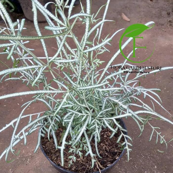 Tanaman Hias Pakis Silver / Pakis Perak / Pakis Silver Lace Ferm