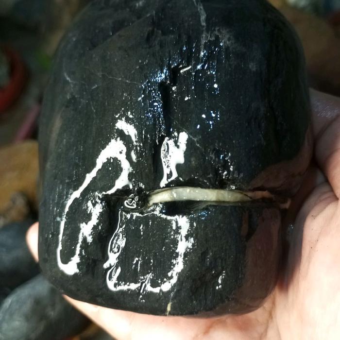 fosil kelor hitam legam ada garis putih yang menarik
