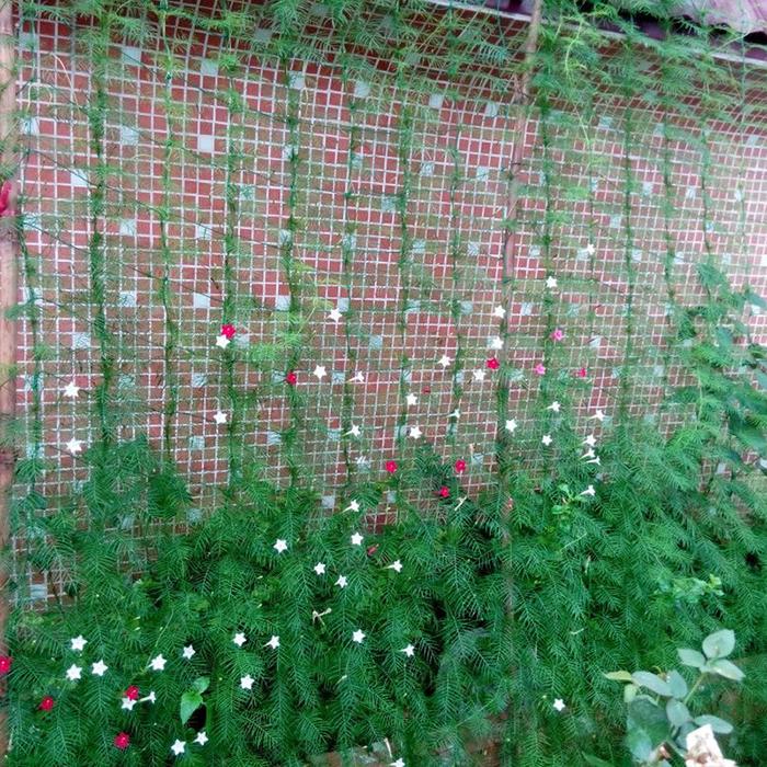 Jaring Rambatan Tanaman Buah Merambat / Plant Climbing Net / Tanpa Tali Frame 1,8*2,7 M