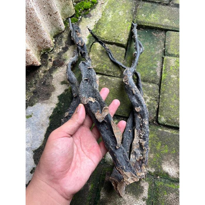 Bahan Akar Bahar Untuk Kerajinan Body Hitam Size Jumbo