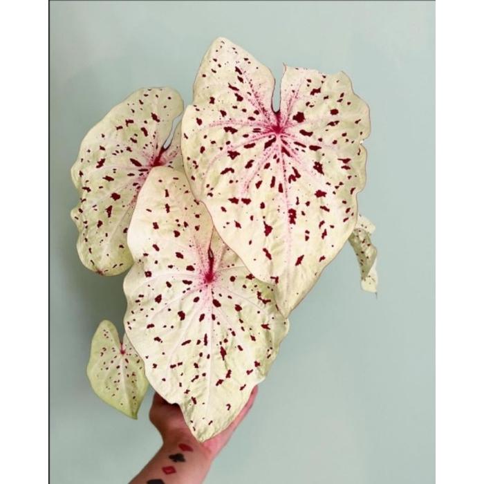Caladium White Red Murah Bukan Bonggol