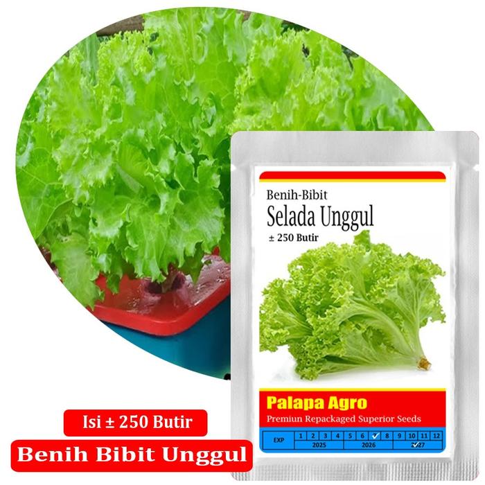 Bibit Selada Hijau Unggul