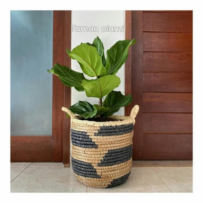 tanaman indoor ketapang biola - pohon ketapang biola cantik