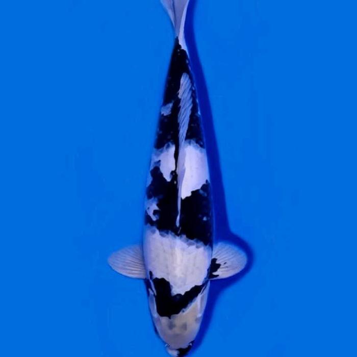 ikan koi shiro utsuri grade A