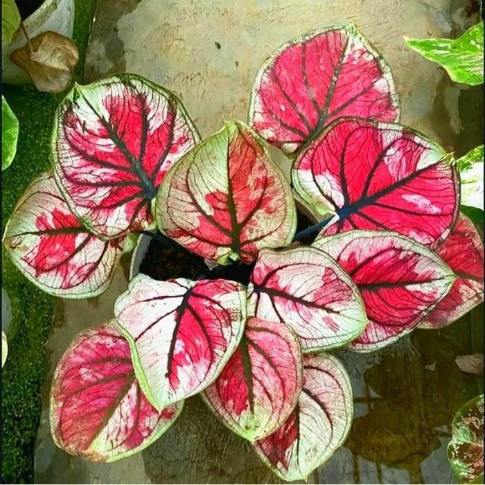 Tanaman Hias Keladi Thailand Mirah Meriah - Keladi Thailand- Caladium Mirah Meriah Cantik-Keladi Tha