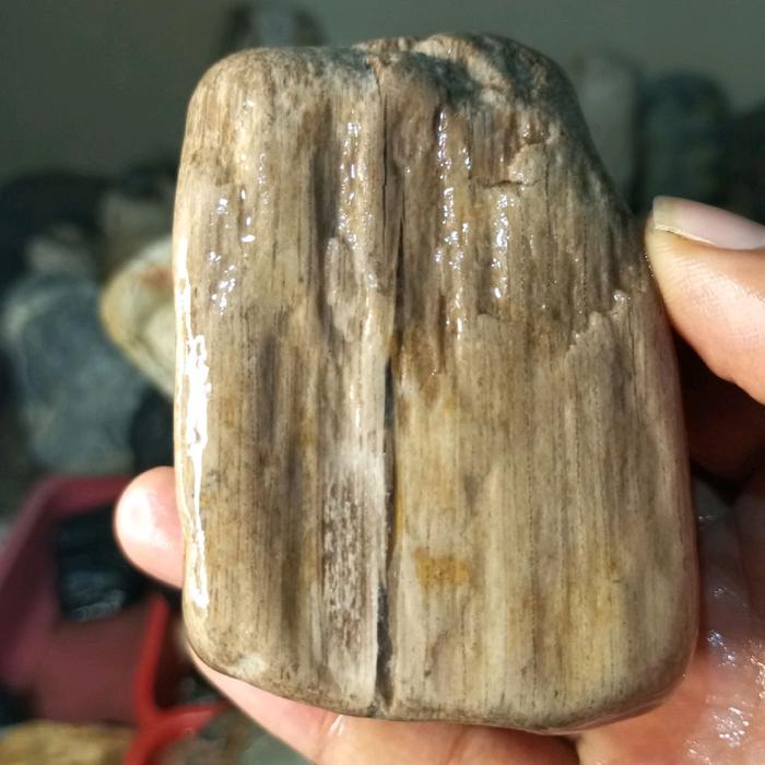 fosil kayu asem berkendit kristal