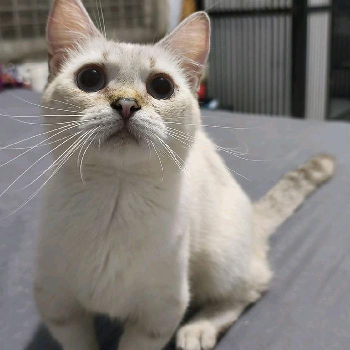 Kucing Munckin Jantan Gembul Lucu dalam Dress Casual