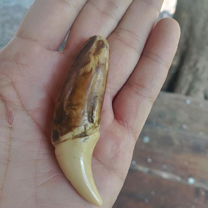 replika  liontin  taring  beruang.......