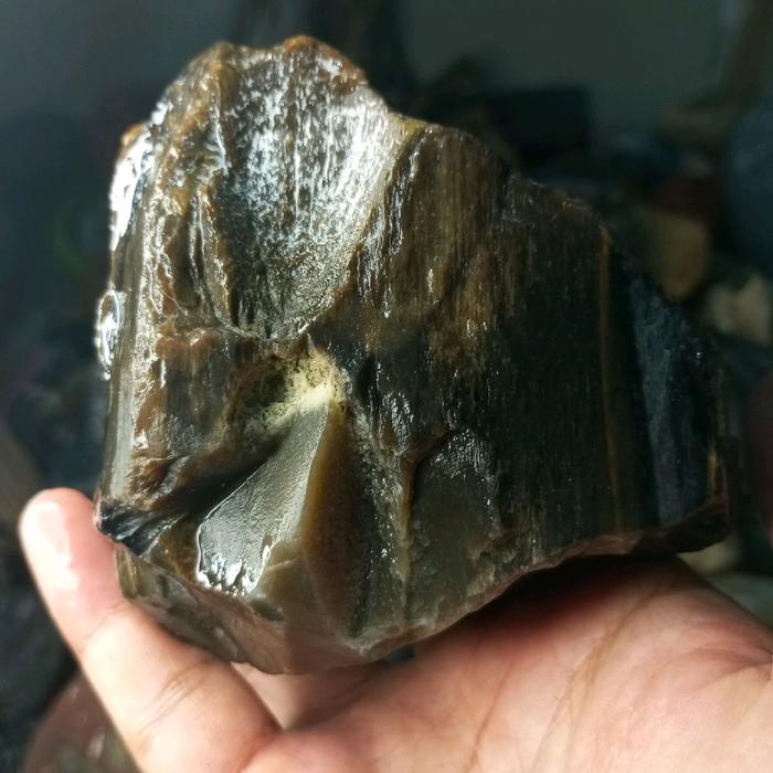 fosil kelor laut super kristal seperti kaca