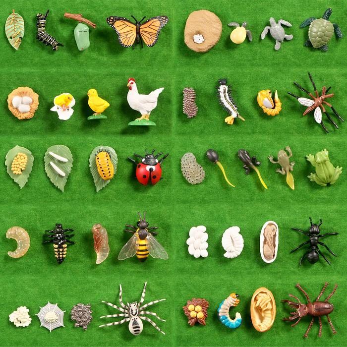 Betterfly Bee Frog Grow Cycle Life Cycle Model Set Action Figures