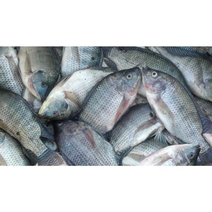 Ikanesia - Probiotik Relife 1 liter Agar Kolam Bening Menjaga Ikan