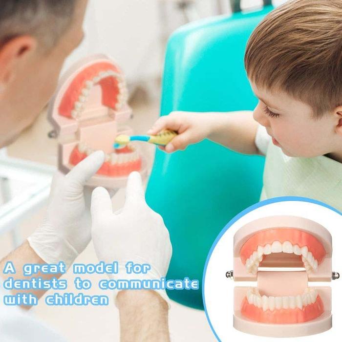 Model Gigi Edukasi Phantom Gigi Lepas Pasang Pvc Alat Peraga Gigi / Dental Model Study Gigi