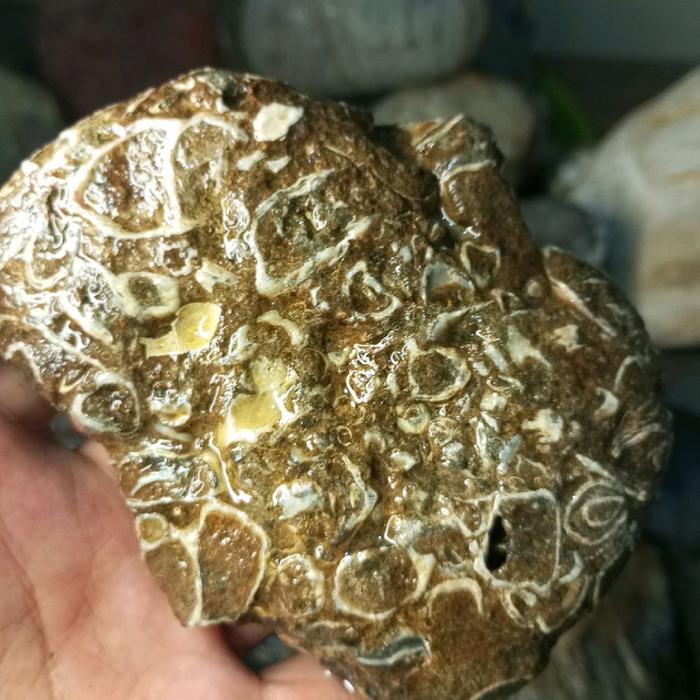 fosil kerang kerang laut yang menempel di batu laut
