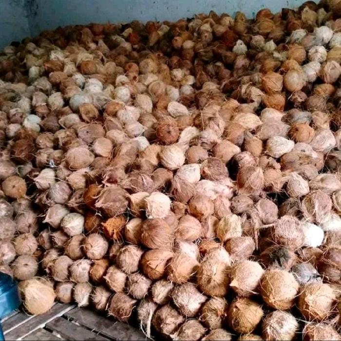 Kelapa tua per biji 7000 kelapa tua bisa di jadikan santan