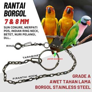 Termurah !! RANTAI BORGOL KAKI BURUNG SUNCONURE NURI 8MM