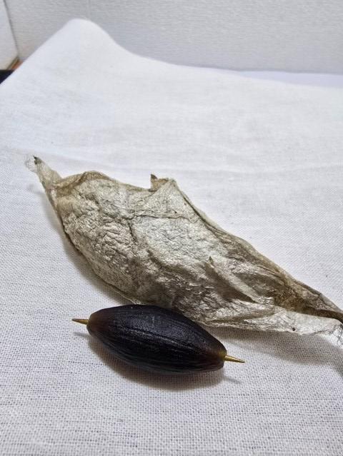 Batu Mustika kepompong wesi kuning