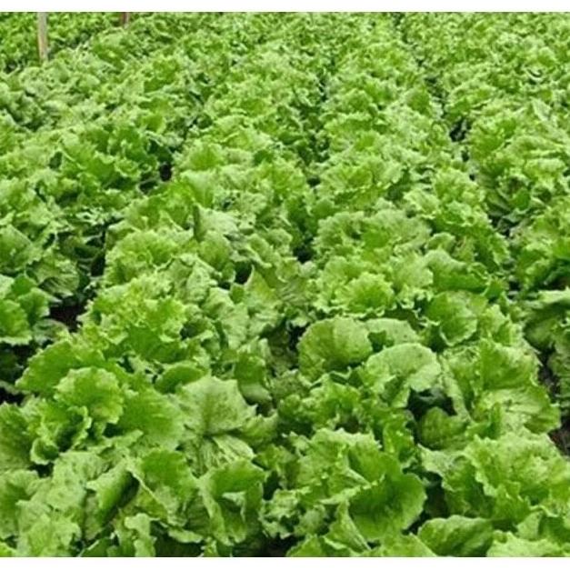 250 BIJI BENIH SELADA KERITING