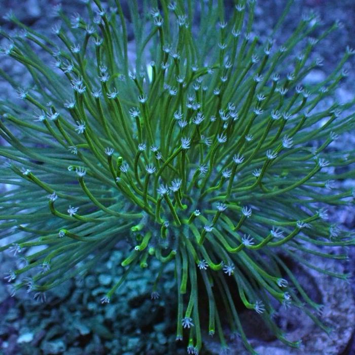 Coral payungan kendari hijau