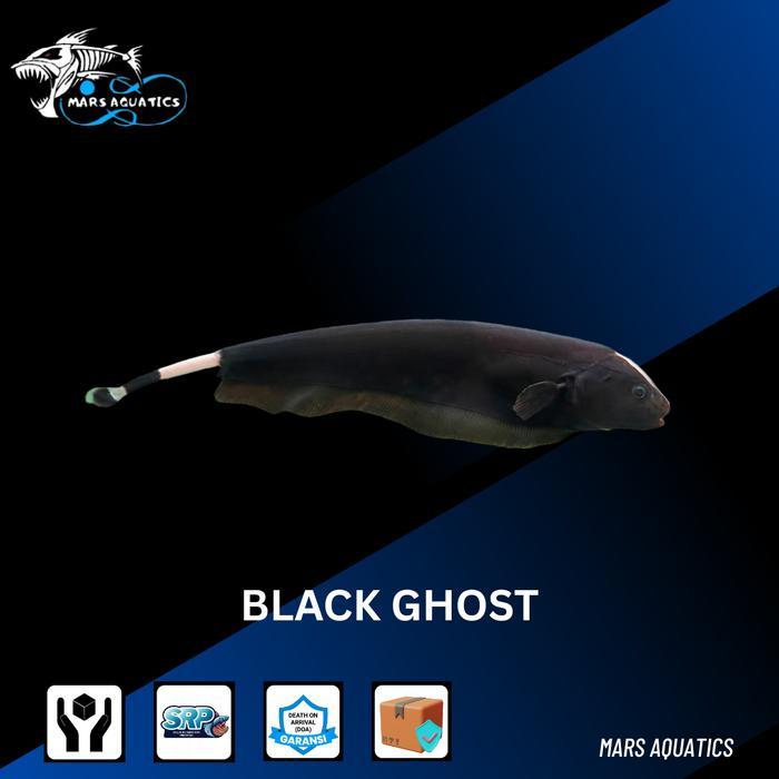 Ikan Hias Black Ghost Ikan Predator Tankmate Size Baby Aquascape