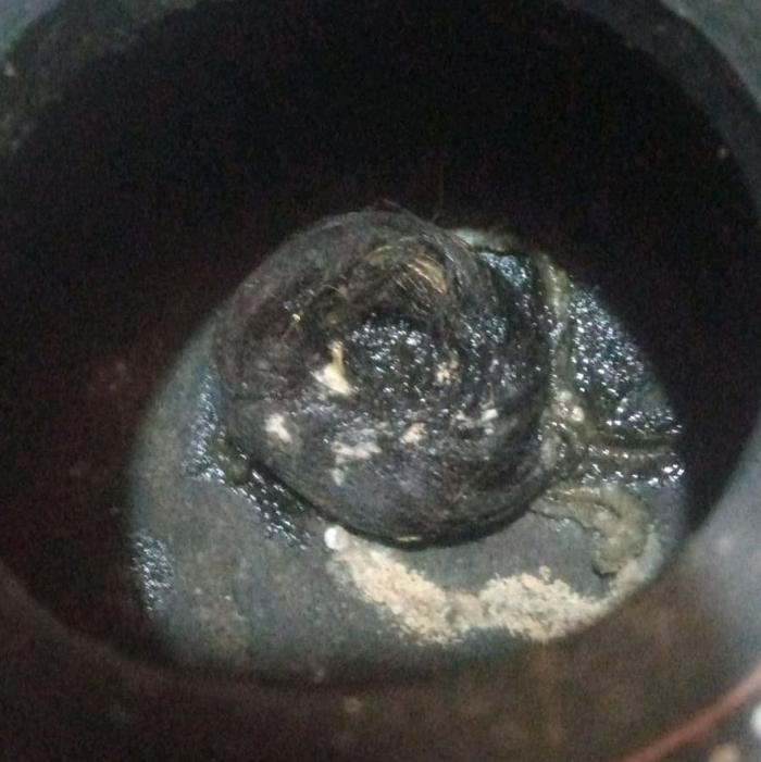 Koleksian antik langka Temuan hutan RB sangat langka