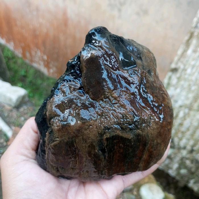 fosil kayu stigi laut hitam dop berkulit coklat
