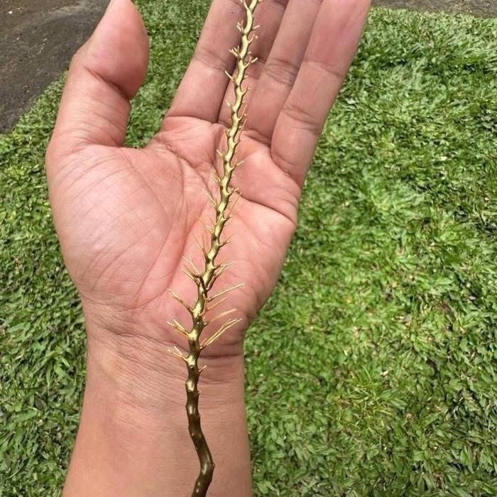 Uli gadang cemara new zealand Akar Gelang