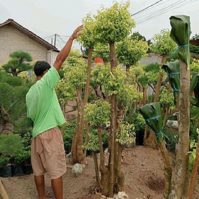 pohon bonsai anting putri - tanaman bonsai anting putri