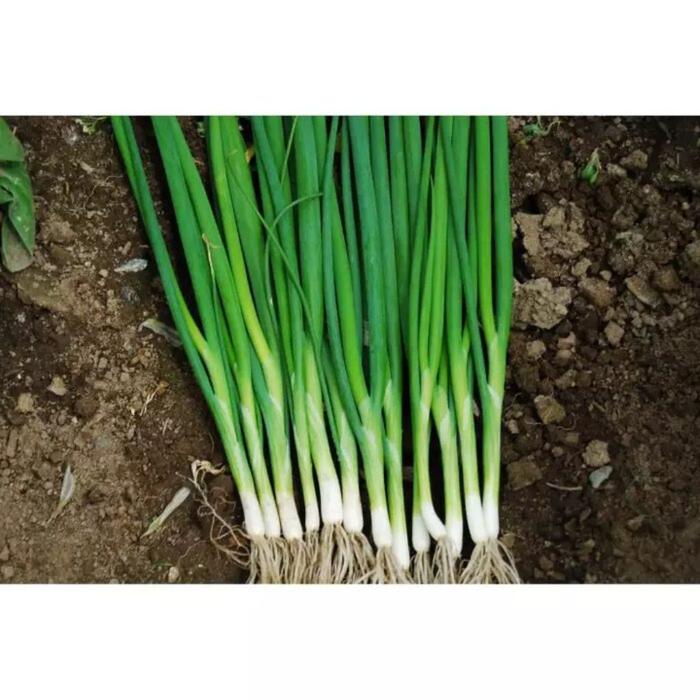 BENIH BIJI DAUN BAWANG TOKYO LONG BUNCHING ( ISI 50 BUTIR)
