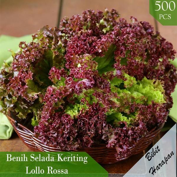 Bibit Benih Biji Sayur Selada Keriting Merah Lollo Rossa