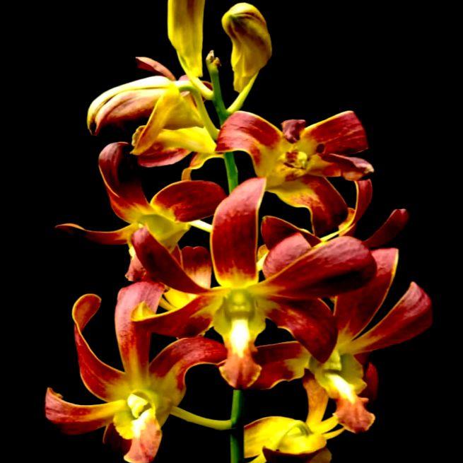 Anggrek Dendrobium CKI 72 Dewasa
