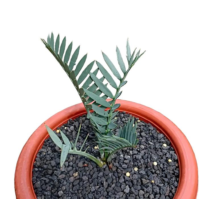 Sikas Hijau Encephalartos Trispinosus Blue Variegasi Permanen dengan Daun Berbintik-bintik
