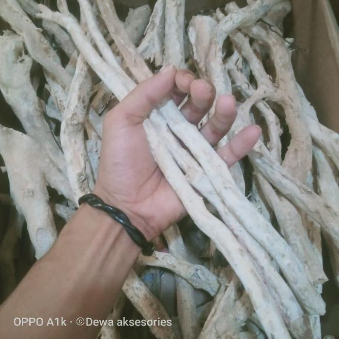 Bahan Akar Bahar Putih Ori Asli Per Batang