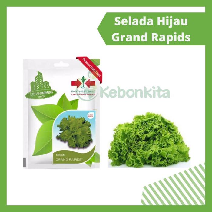 Benih - Bibit Selada Hijau Grand Rapids