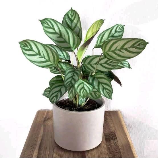 Tanaman hias calathea setosa - calathea setosa - tanaman hias hidup - hiasan ruang tamu