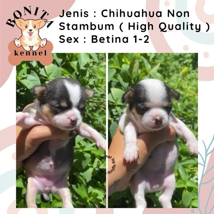 Chihuahua Non Stambum Jantan Betina Chihuahua Mini Tea Cup Logam Mulia