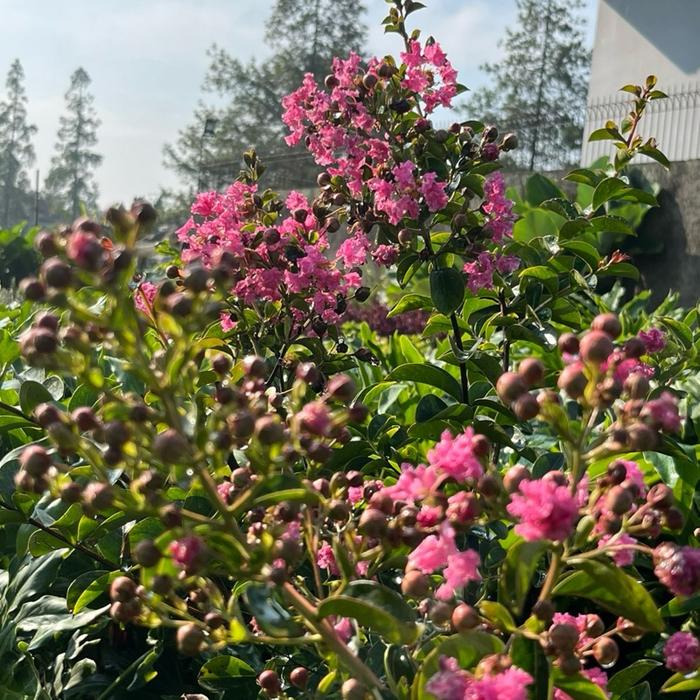 sakura pink/bungur lokal pink