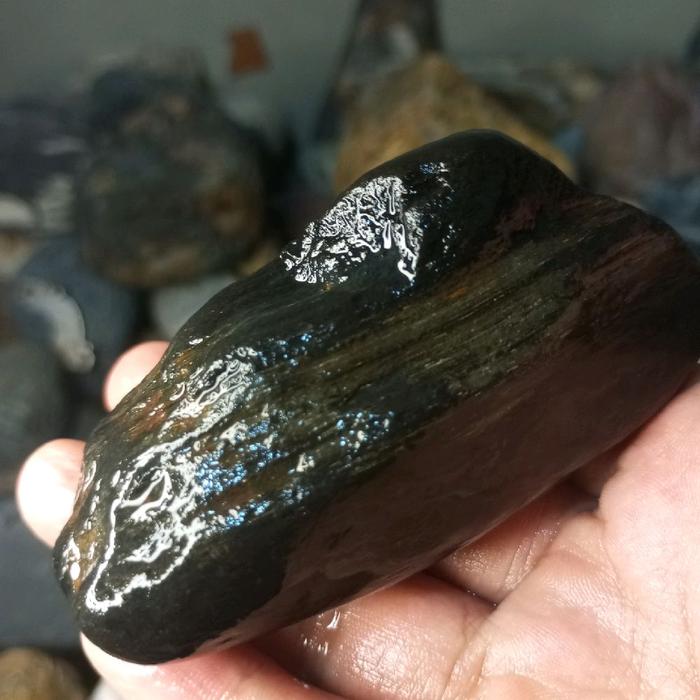 fosil kelor pyrite emas bahan tunggao