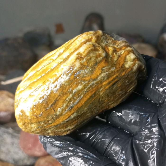 fosil bambu kuning kristal serat unik langka