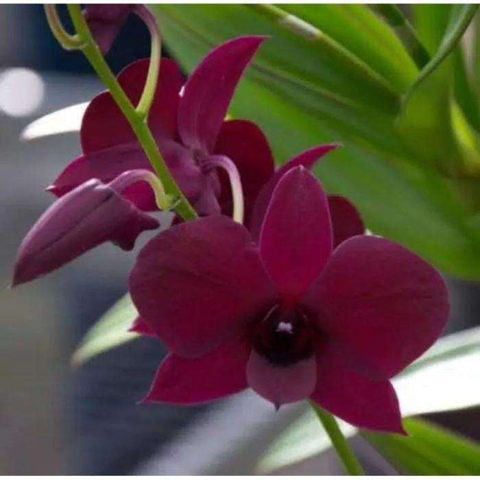 Seedling Anggrek Dendrobium Panama Red
