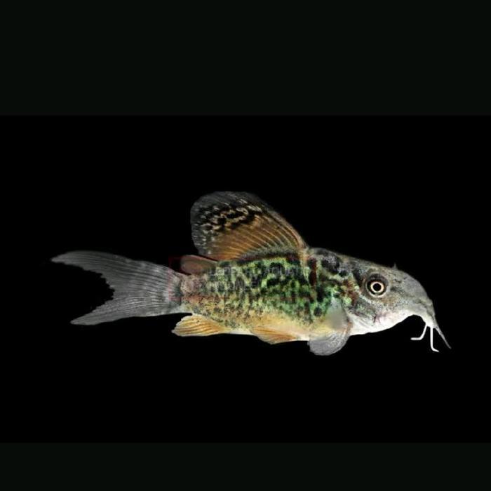 corydoras brochis rare tankmate aquacaspe